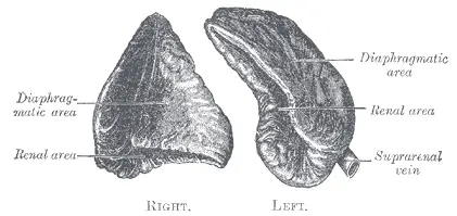 File:Gray1184.png