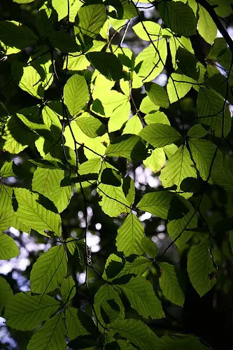 File:Leavessnipedale.jpg
