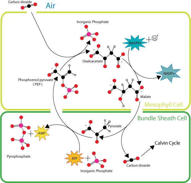 File:HatchSlackpathway.png