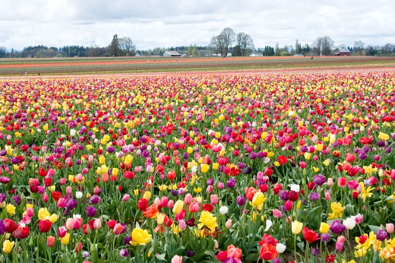 File:Tulipfarm.jpg