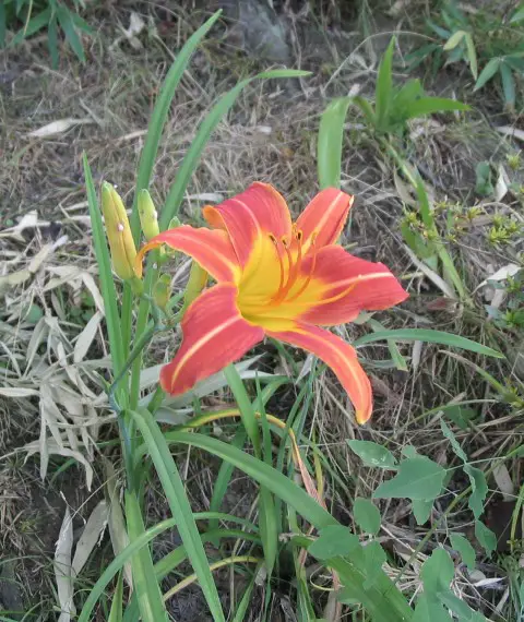 File:Hemerocallis longituba.jpg