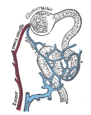 File:Gray1129.png