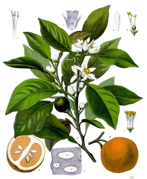 File:Koeh-042.jpg