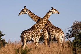 Fighting giraffes (Giraffa camelopardalis) in Ithala Game Reserve, Northern KwaZulu Natal, South Africa.