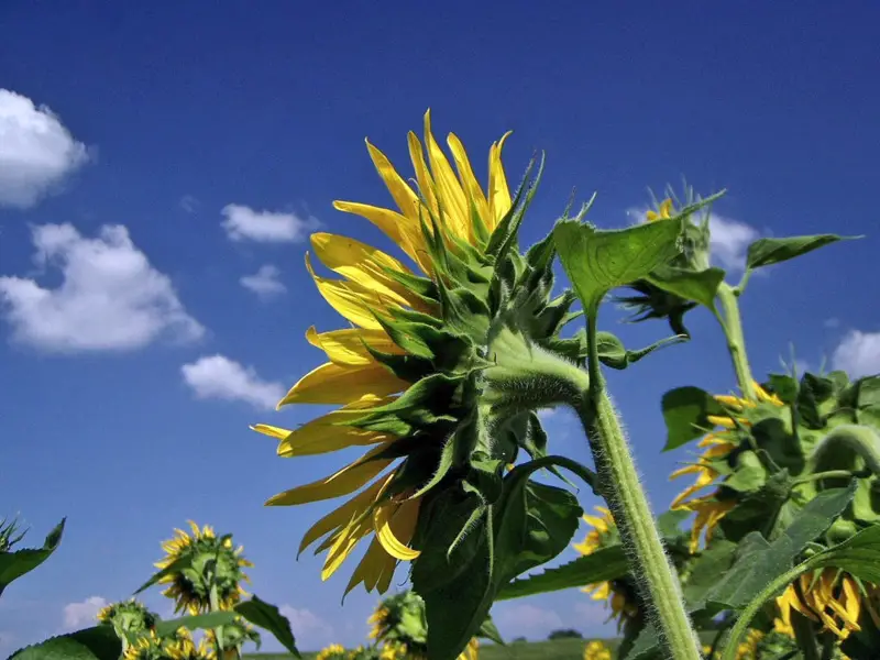 File:Sunflower-Louisiana.png