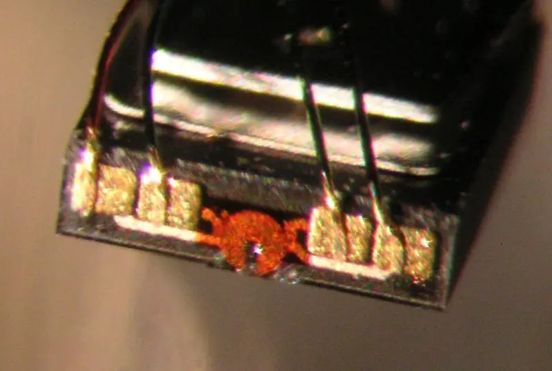 File:Rwheadmicro.JPG