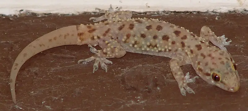 File:Gecko Rockwall TX US.jpg