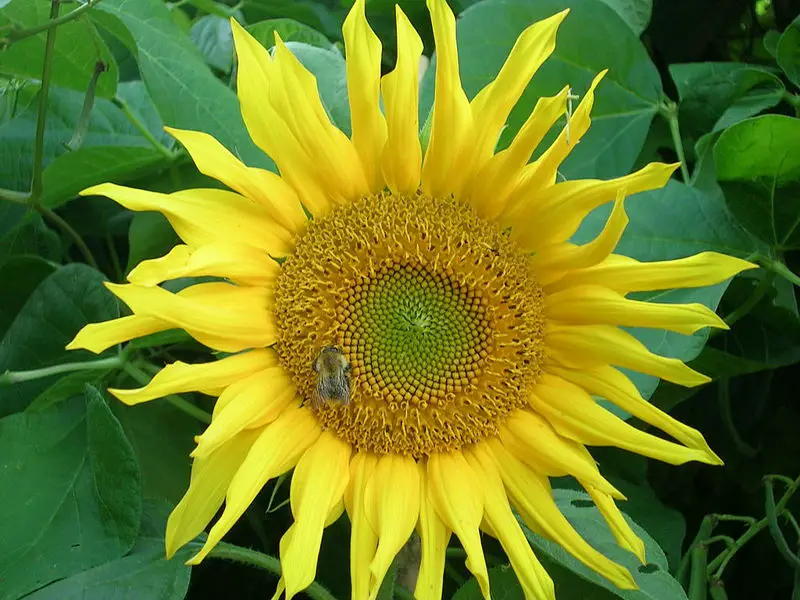 File:SunflowerwithBee.JPG