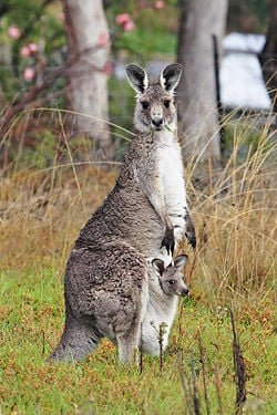 Female Eastern Grey Kangaroo with a joey in her pouch