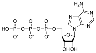 Chemical structure of ATP