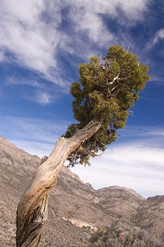 Juniperus osteosperma in Nevada