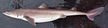 Thumbnail for version as of 18:10, 7 May 2008