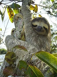Brown-throated three-toed sloth (Bradypus variegatus) Gatun Lake, Republic of Panama.