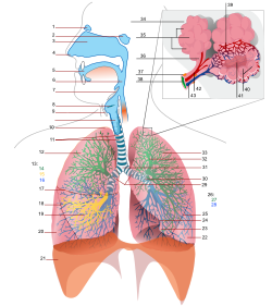 Respiratory system complete numbered.svg