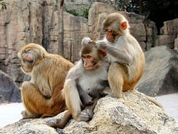 Rhesus Macaques 4528.jpg