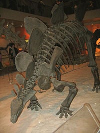 Fossil skeleton of a Stegosaurus, National Museum of Natural History