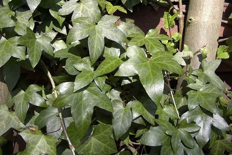 File:Ivy uf1.jpg