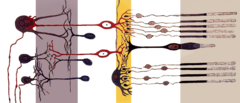 Rod cell - Cross section of the retina. At the far right five rod cells on the top and four on the bottom surround a single cone cell in the center.