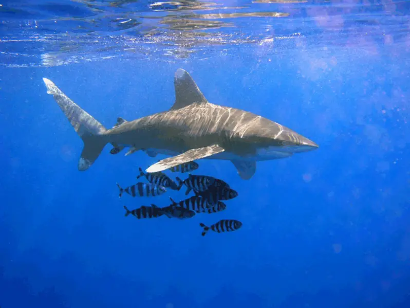File:Oceanic Whitetip Shark.png