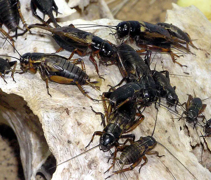 File:African.field.cricket.arp.jpg