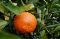 A tangerine fruit