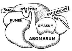Rough illustration of a ruminant digestive system