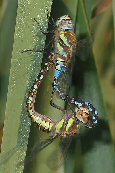 File:Aeshna mixta6.jpg