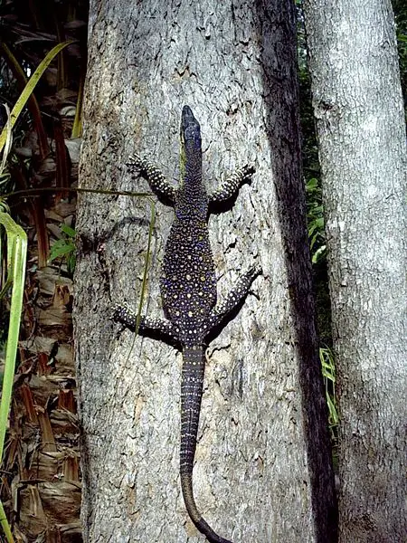 File:Varanus varius1.jpg
