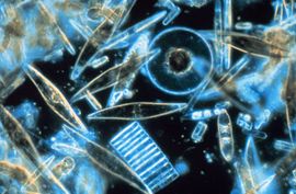 Marine diatoms Photo Credit: Prof. Gordon T. Taylor, Stony Brook University, USA