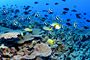 Nwhi - French Frigate Shoals reef - many fish.jpg