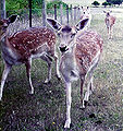 Thumbnail for version as of 12:56, 8 July 2006