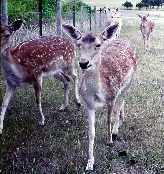File:Deer Melbourne Zoo.jpg