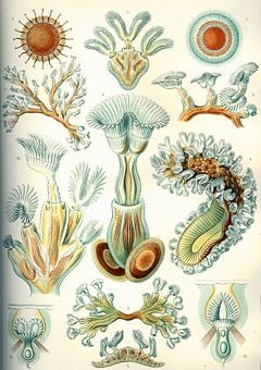 "Bryozoa", from Ernst Haeckel's Kunstformen der Natur, 1904
