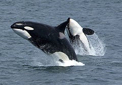 Killer whale (orca), the largest species of dolphin
