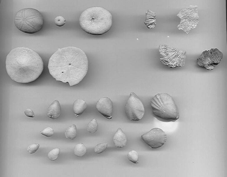 File:Fossils-CastleHain.jpg