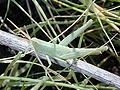 Thumbnail for version as of 02:56, 16 November 2008