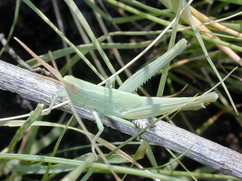 File:Grasshopper (27).JPG