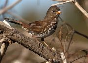 Sooty fox sparrow (Passerella iliaca unalaschcensis)