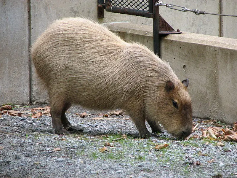 File:Wahington ZOO capybara.JPG