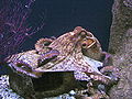 Thumbnail for version as of 00:36, 23 January 2007
