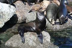 A sea lion in Monterey, California