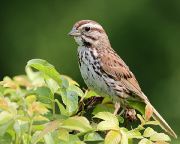 Song sparrow (Melospiza melodia)