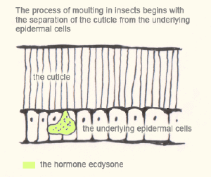 The-arthropods-moulting-1.gif