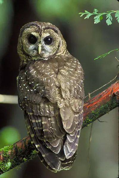 File:Northern Spotted owl.JPG
