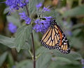 Monarch Butterfly Purple Flower 3000px.jpg