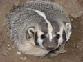 Thumbnail for version as of 21:52, 24 October 2008
