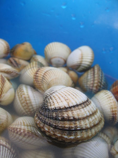 File:Coques.jpg