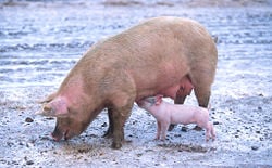 Domestic sow with piglet