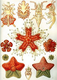 "Asteroidea" from Ernst Haeckel's Kunstformen der Natur, 1904