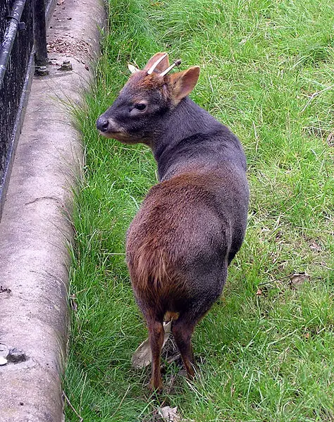 File:Bristol.zoo.southern.pudu.arp.jpg